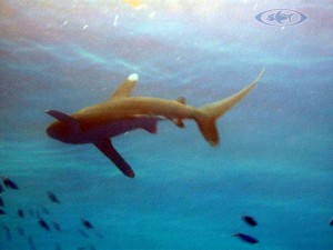 23  Shark - Haie - Schwimmen Tauchen Tirol